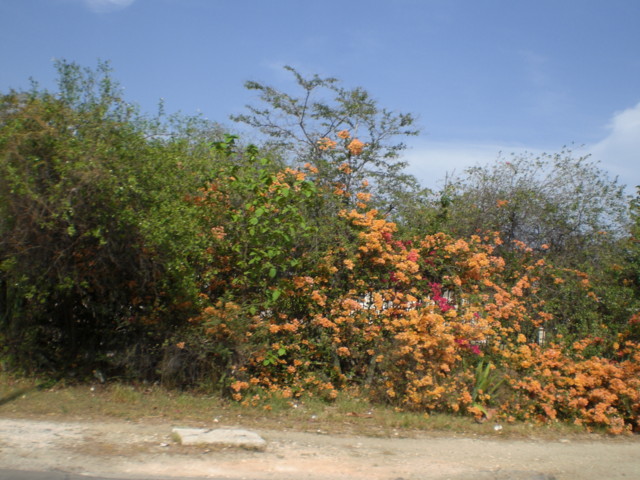 CIMG1818
